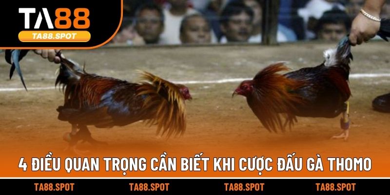 4 điều quan trọng cần biết khi cược đấu gà Thomo