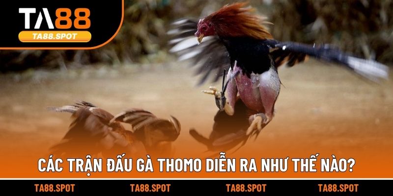 Các trận đấu gà Thomo diễn ra như thế nào?