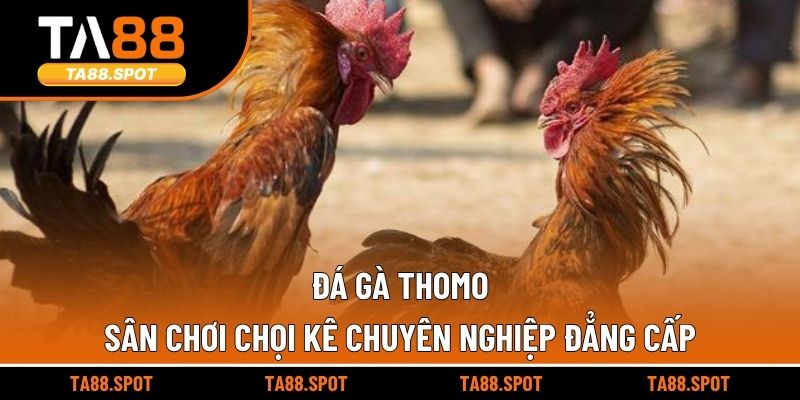 Đá Gà Thomo