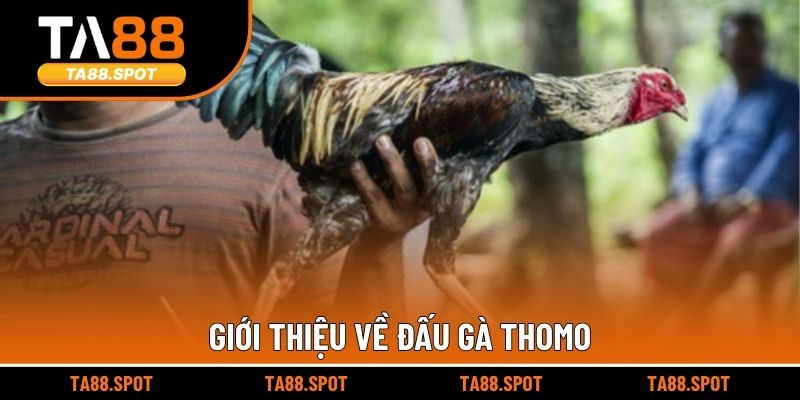 Giới thiệu về đấu gà Thomo