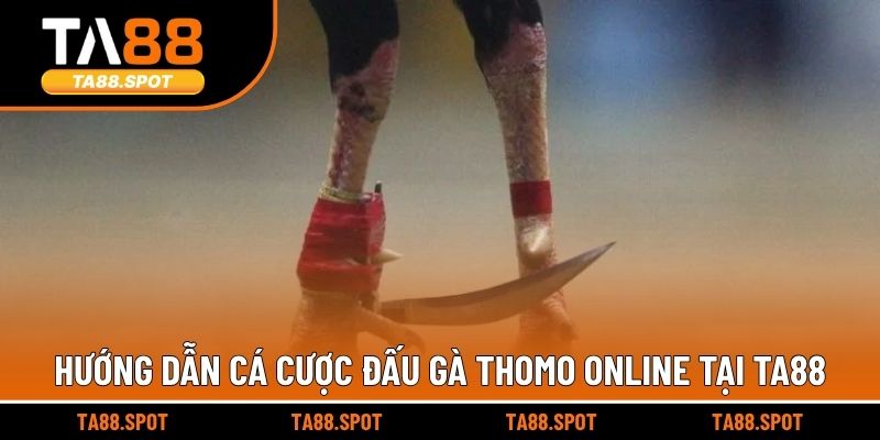 Hướng dẫn cá cược đấu gà Thomo online tại TA88