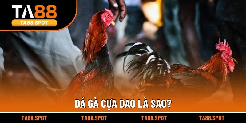 Đá gà cựa dao là sao?