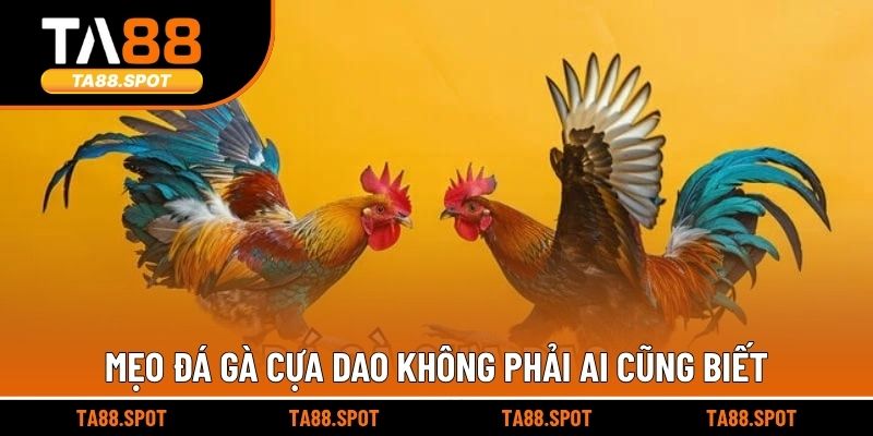 Mẹo đá gà cựa dao không phải ai cũng biết