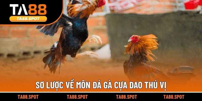 Sơ lược về môn đá gà cựa dao thú vị