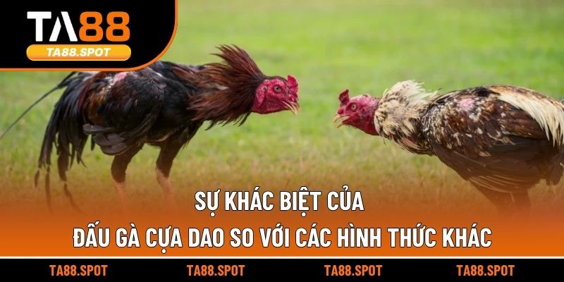 Sự khác biệt của đấu gà cựa dao so với các hình thức khác