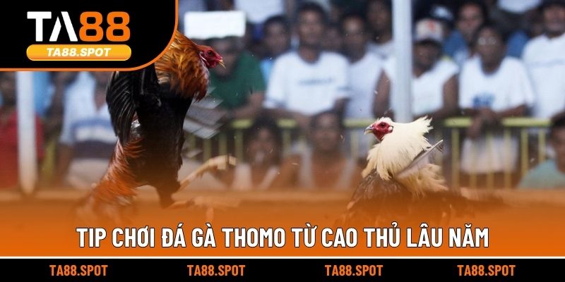 Tip chơi đá gà Thomo từ cao thủ lâu năm