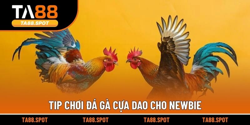 Tip chơi đá gà cựa dao cho newbie