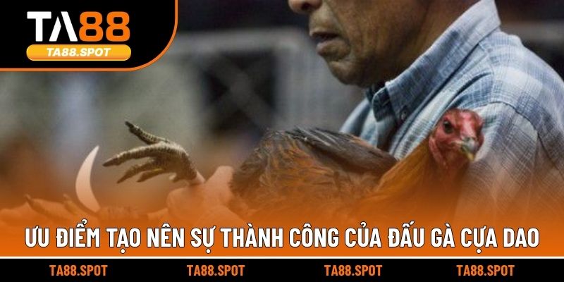 Ưu điểm tạo nên sự thành công của đấu gà cựa dao